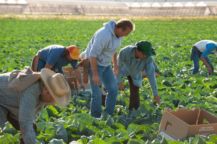 Picking in the fields with the Diaz family