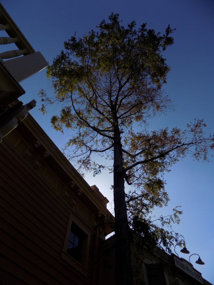 The Dawn Redwood thought to be extinct until 1946 and given to Bill Evans as a gift - planted in Disneyland near the Golden Horseshoe Revue
